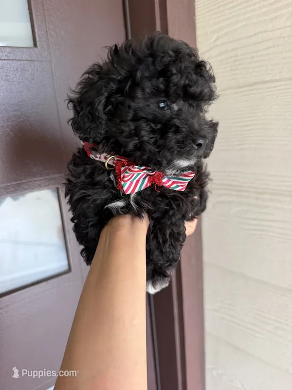 milo, a male Poodle - Toy  for sale in Houston, TX – 1 of 3