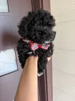 milo, a male Poodle - Toy  for sale in Houston, TX – 1 of 3