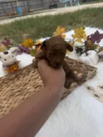 Honey 2 , a female Poodle - Toy  for sale in Houston, TX – 1 of 3