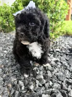 Oreo, a female Poodle - Toy  for sale in Houston, TX – 3 of 4