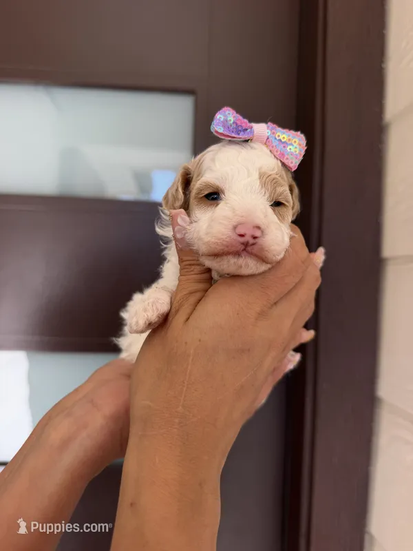 paris, a female Poodle - Toy  for sale in Houston, TX – 1 of 3