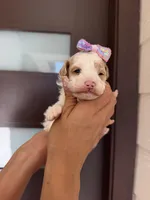 paris, a female Poodle - Toy  for sale in Houston, TX – 1 of 3