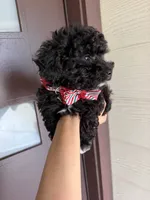 milo, a male Poodle - Toy  for sale in Houston, TX – 3 of 3