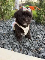 Lucy , a female Poodle - Toy  for sale in Houston, TX – 4 of 5