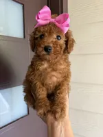 Honey, a female Poodle - Toy  for sale in Houston, TX – 2 of 4