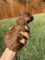 Ginger , a male Poodle - Toy  for sale in Houston, TX – 5 of 5