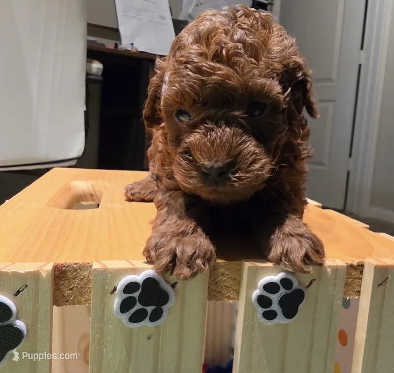 Sami – Poodle - Toy  puppy for sale in Houston, TX