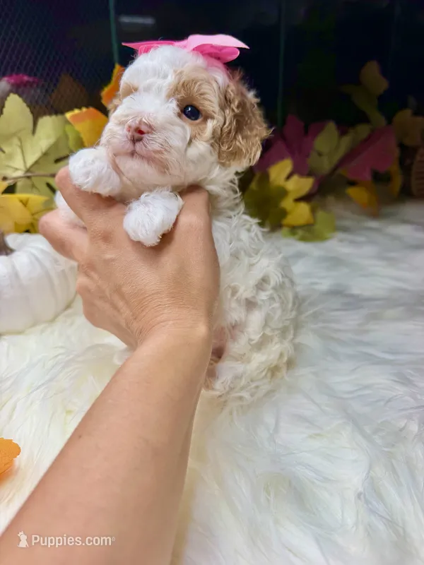 paris – Poodle - Toy  puppy for sale in Houston, TX