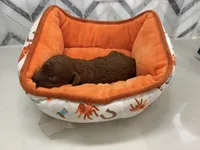 Ginger , a male Poodle - Toy  for sale in Houston, TX – 4 of 5