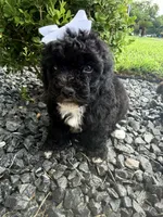 Oreo, a female Poodle - Toy  for sale in Houston, TX – 2 of 4