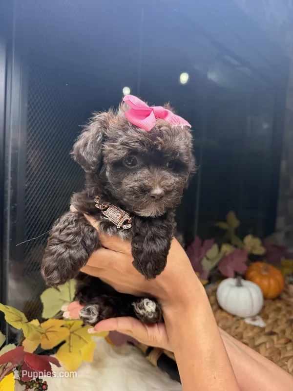 Lucy  – Poodle - Toy  puppy on hold in Houston, TX