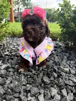 Sophia , a female Poodle - Toy  for sale in Houston, TX – 4 of 5