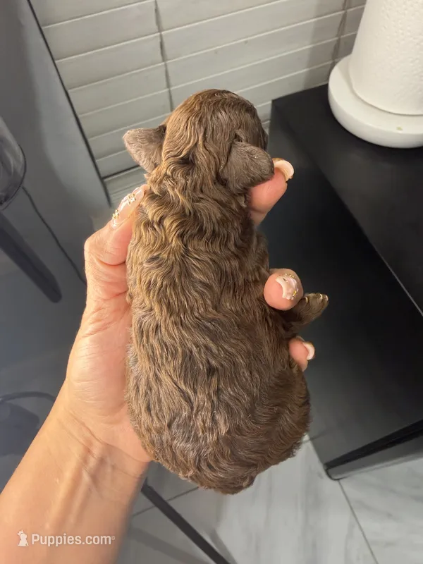 Honey, a female Poodle - Toy  for sale in Houston, TX – 1 of 3
