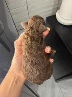 Honey, a female Poodle - Toy  for sale in Houston, TX – 1 of 3