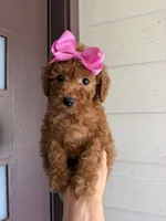 Honey, a female Poodle - Toy  for sale in Houston, TX – 4 of 4