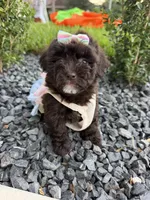 lucy, a female Poodle - Toy  for sale in Houston, TX – 3 of 3