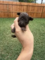 Honey 1, a female Poodle - Toy  for sale in Houston, TX – 3 of 5