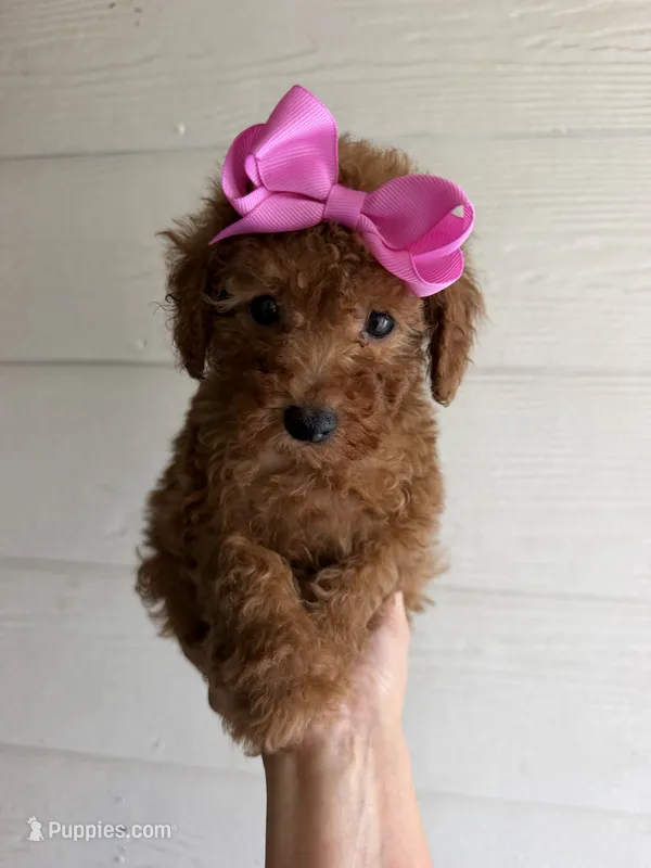Honey – Poodle - Toy  puppy on hold in Houston, TX