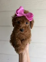 Honey, a female Poodle - Toy  for sale in Houston, TX – 1 of 4