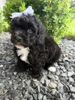 Oreo, a female Poodle - Toy  for sale in Houston, TX – 4 of 4