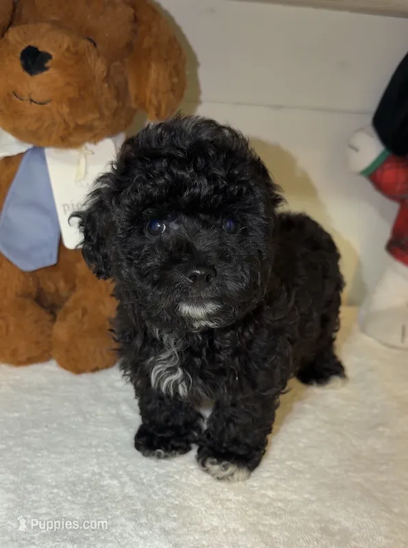 milo – Poodle - Toy  puppy for sale in Houston, TX