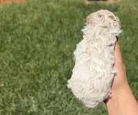 Tintin, a male Poodle - Toy  for sale in Houston, TX – 2 of 3