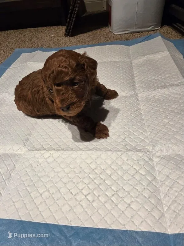 Sami – Poodle - Toy  puppy for sale in Houston, TX