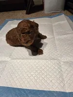 Sami, a female Poodle - Toy  for sale in Houston, TX – 1 of 2