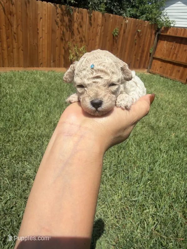 Tintin – Poodle - Toy  puppy for sale in Houston, TX