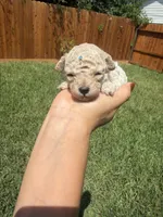 Tintin, a male Poodle - Toy  for sale in Houston, TX – 1 of 3