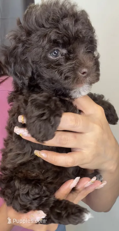 Lilo – Poodle - Toy  puppy for sale in Houston, TX