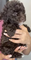 Lilo, a female Poodle - Toy  for sale in Houston, TX – 1 of 1