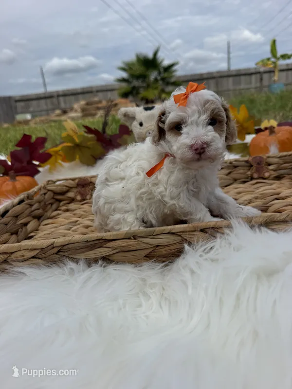 paris – Poodle - Toy  puppy for sale in Houston, TX