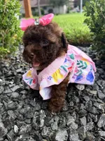 Sophia , a female Poodle - Toy  for sale in Houston, TX – 3 of 5