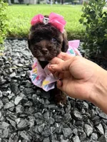 Sophia , a female Poodle - Toy  for sale in Houston, TX – 2 of 5