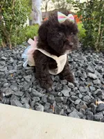 Lucy , a female Poodle - Toy  for sale in Houston, TX – 2 of 5