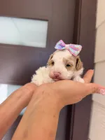 paris, a female Poodle - Toy  for sale in Houston, TX – 3 of 3