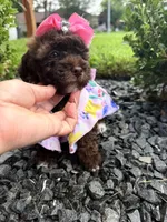 Sophia , a female Poodle - Toy  for sale in Houston, TX – 5 of 5