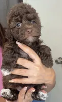 Lucy , a female Poodle - Toy  for sale in Houston, TX – 5 of 5