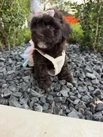 Lucy , a female Poodle - Toy  for sale in Houston, TX – 3 of 5