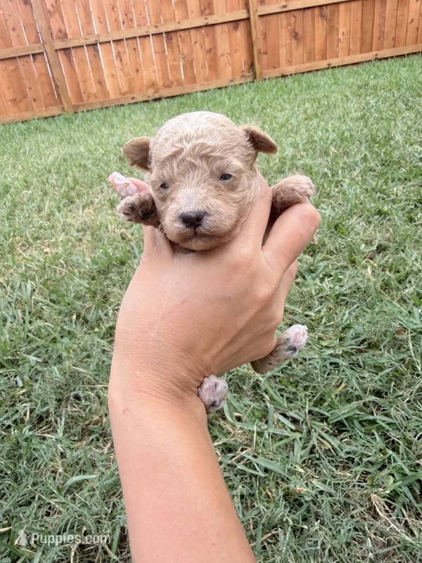 Chicoo – Poodle - Toy  puppy for sale in Houston, TX