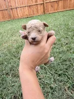 Chicoo, a male Poodle - Toy  for sale in Houston, TX – 1 of 3