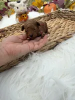Honey 2 , a female Poodle - Toy  for sale in Houston, TX – 2 of 3