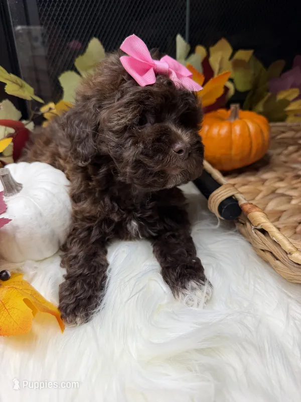 Lilo – Poodle - Toy  puppy for sale in Houston, TX