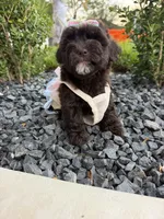lucy, a female Poodle - Toy  for sale in Houston, TX – 2 of 3