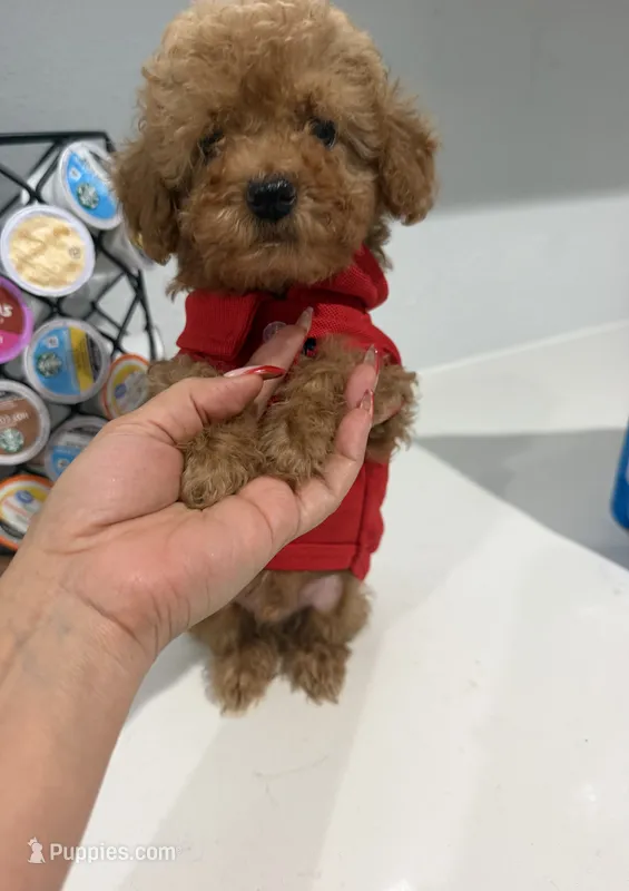 Beni – Poodle - Miniature  puppy for sale in Houston, TX