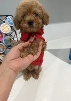 Beni, a male Poodle - Miniature  for sale in Houston, TX – 1 of 1