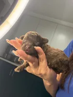 Honey, a female Poodle - Toy  for sale in Houston, TX – 2 of 3