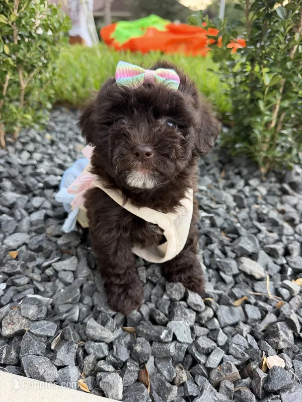 Lucy  – Poodle - Toy  puppy for sale in Houston, TX