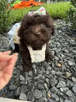 lili, a female Poodle - Toy  for sale in Houston, TX – 1 of 3
